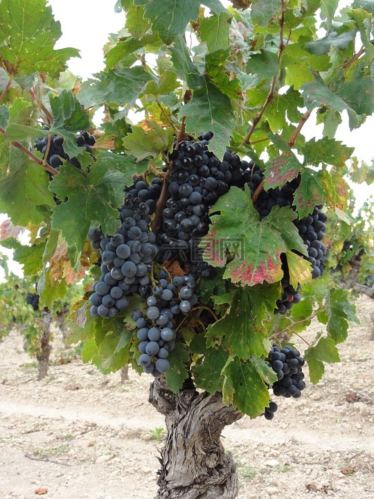 葡萄树,葡萄酒,法国