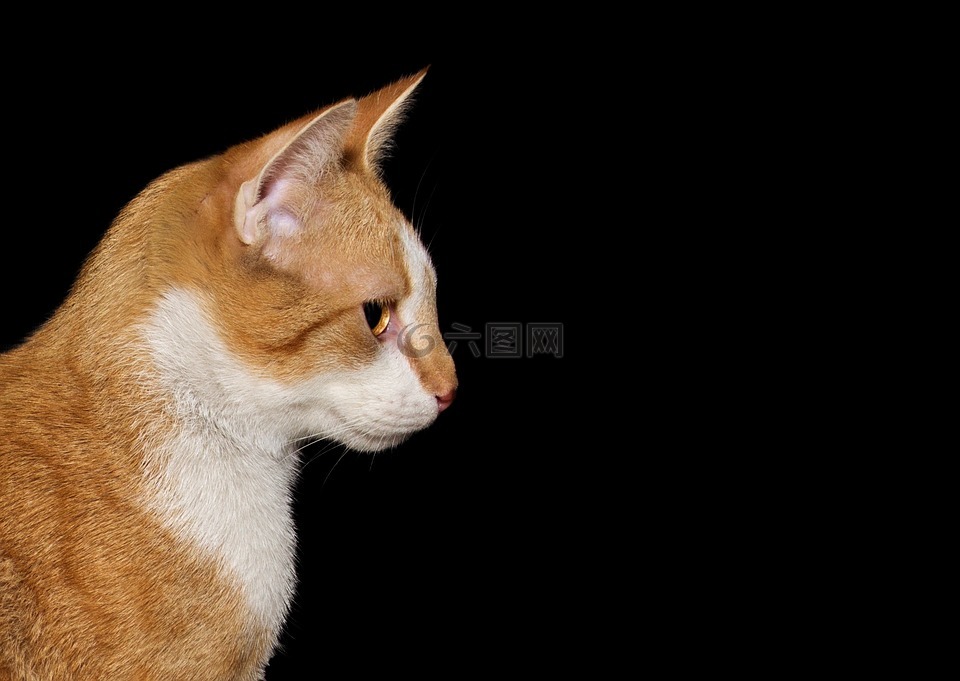 猫,背景图像,katzenkopf
