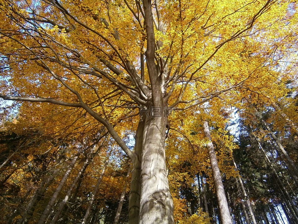 树,秋,树冠的
