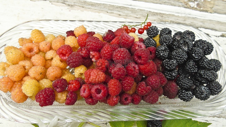 莓果,覆盆子,黑莓