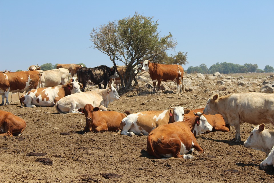 奶牛,农场,动物