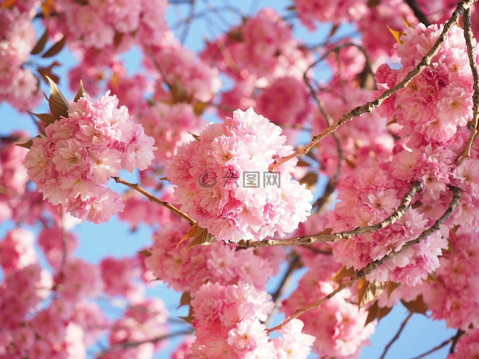 樱花,日本樱花,气味