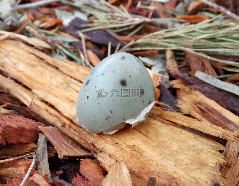 moorhen,鸟蛋,蛋壳