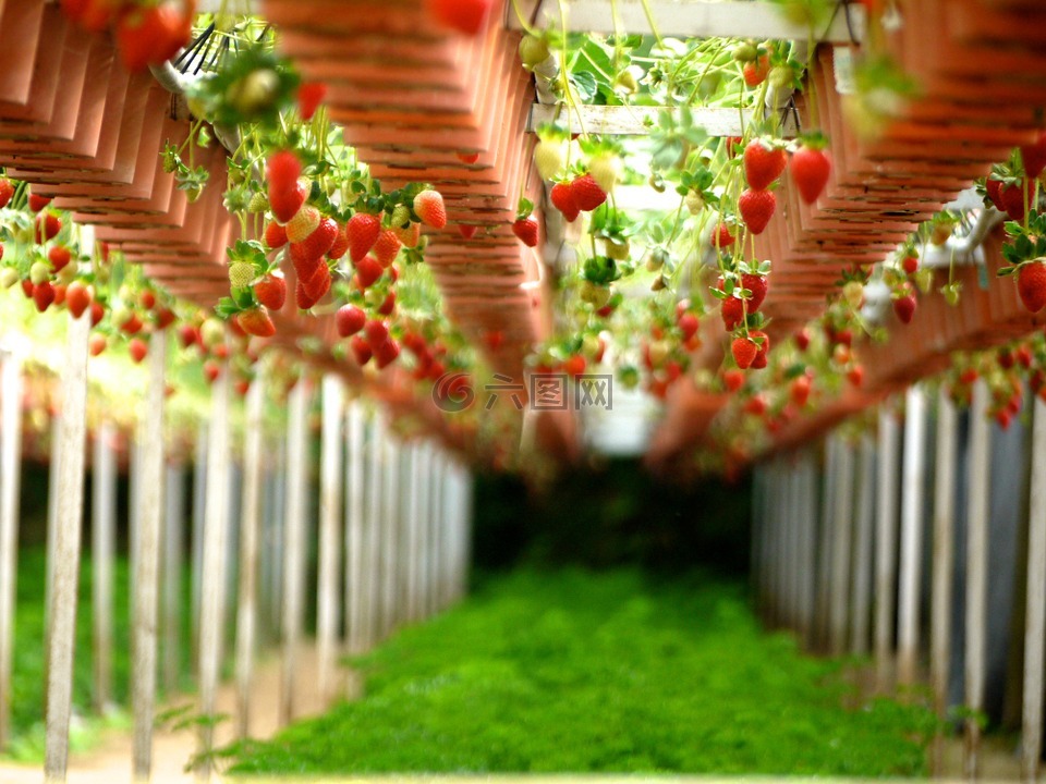 草莓,农场,花园