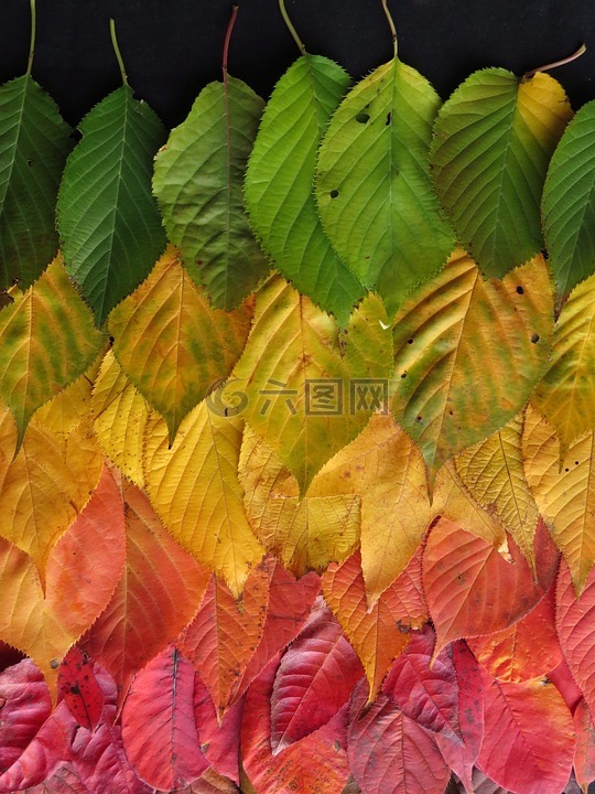 叶子,秋,色彩缤纷