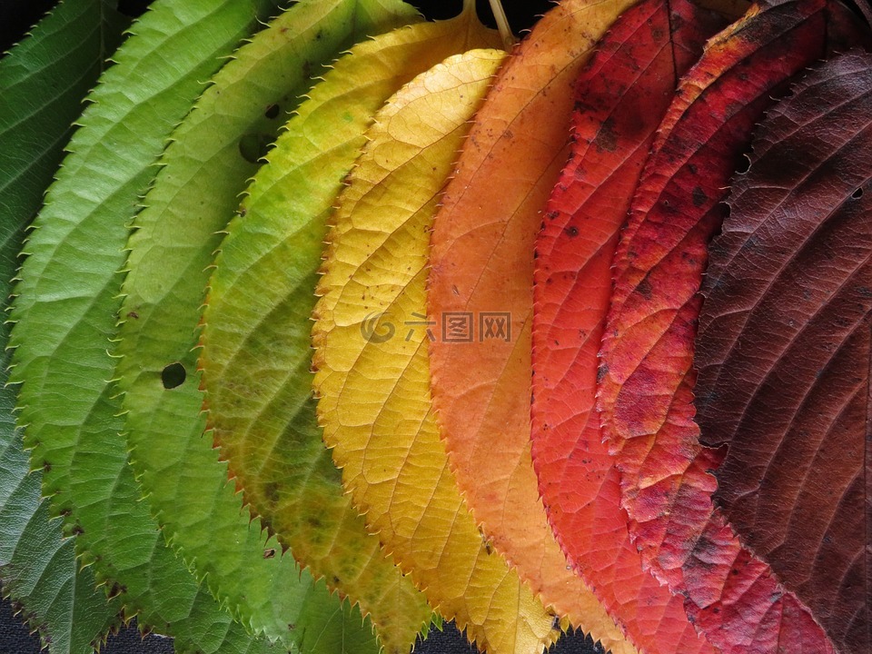 秋天的树叶,色彩缤纷,秋
