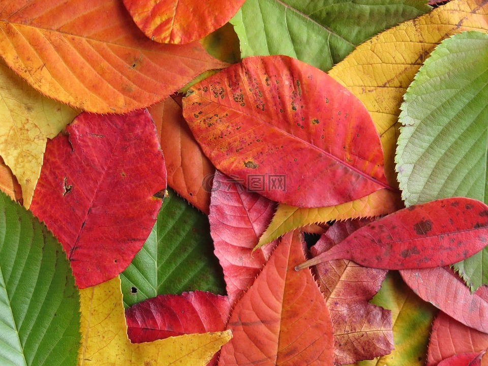 秋天的树叶,色彩缤纷,叶子