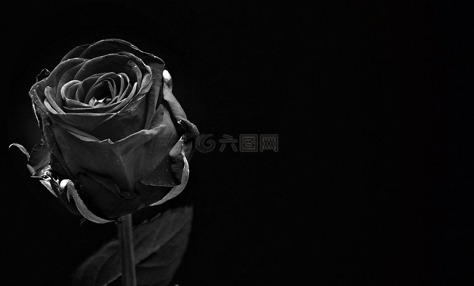 玫瑰,黑色,玫瑰绽放