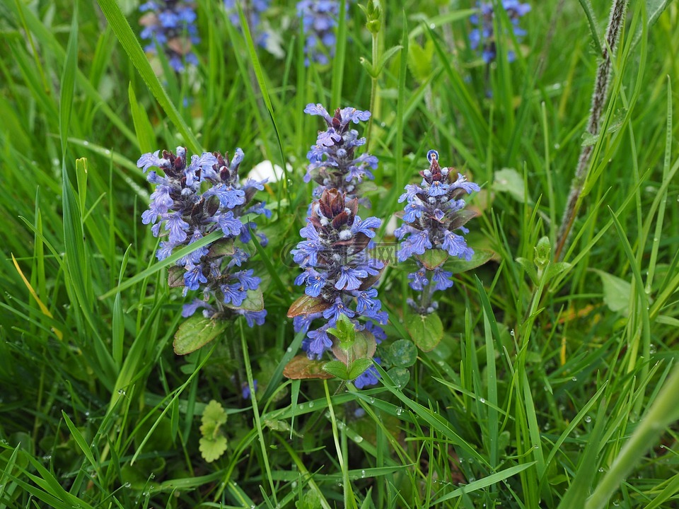 指出花,ajuga günsel,夏枯草绢