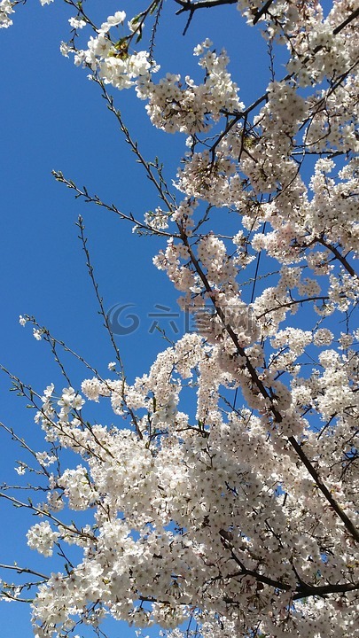 樱花盛开,樱桃树,春天