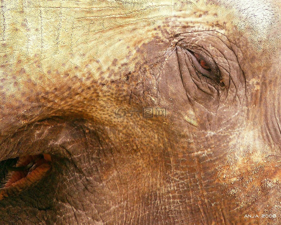 象,大象的皮肤,动物