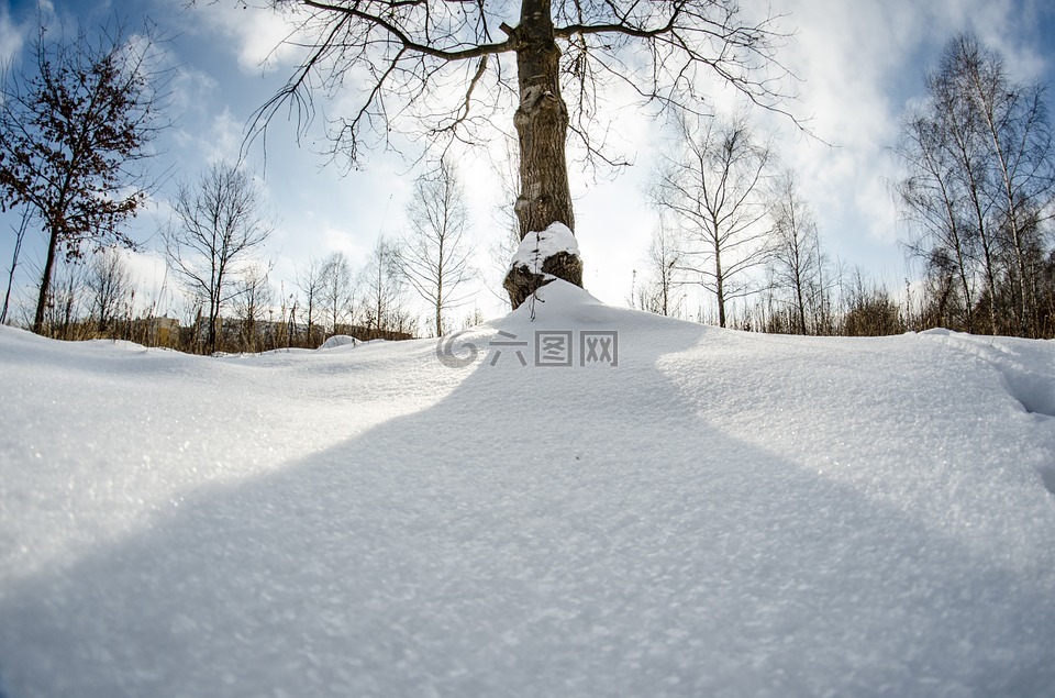 冬季,雪,树