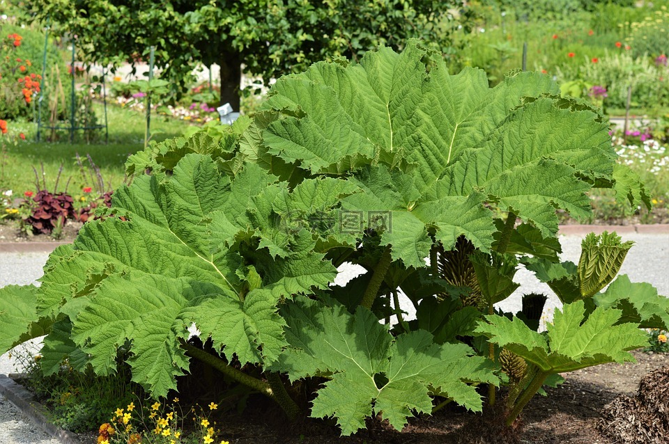 猛犸象叶拉草,拉草-tinctoria,叶子