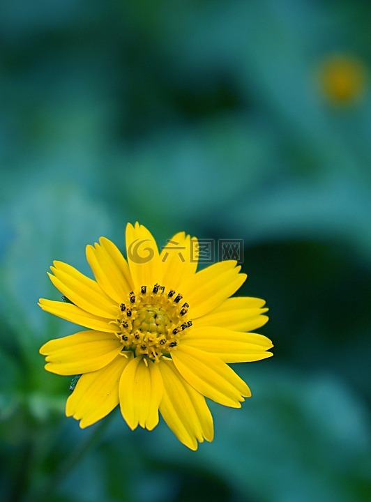 甘菊野生,黄色的花,黄色雏菊