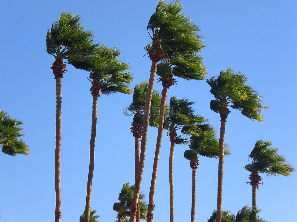 棕榈树,有风,天空