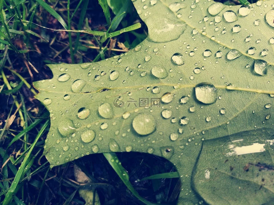 叶,雨滴,水