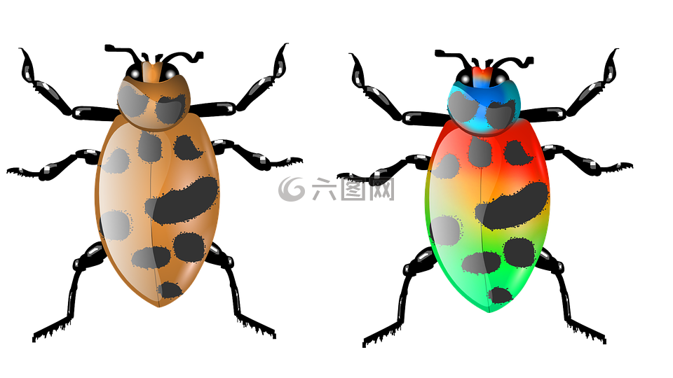 甲虫 昆虫 甲虫 昆虫高清图库素材免费下载 图片编号 六图网