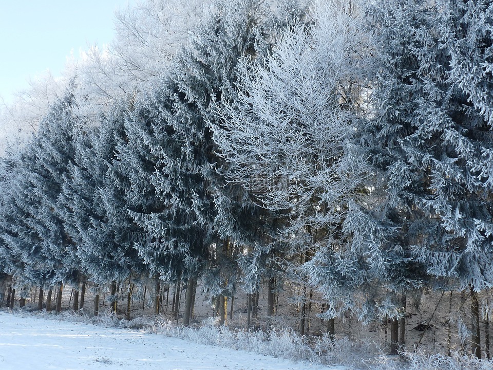 冬季魔术,冬天,树木