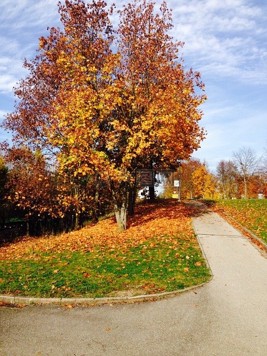 自行车道,步行,秋季