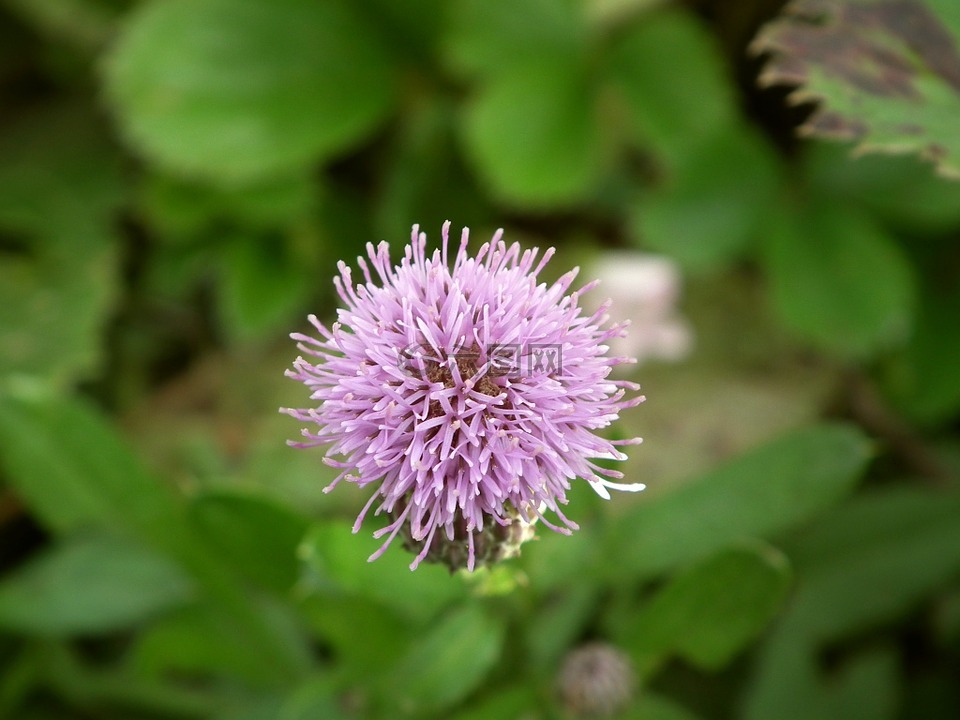 花卉,紫色,粉色