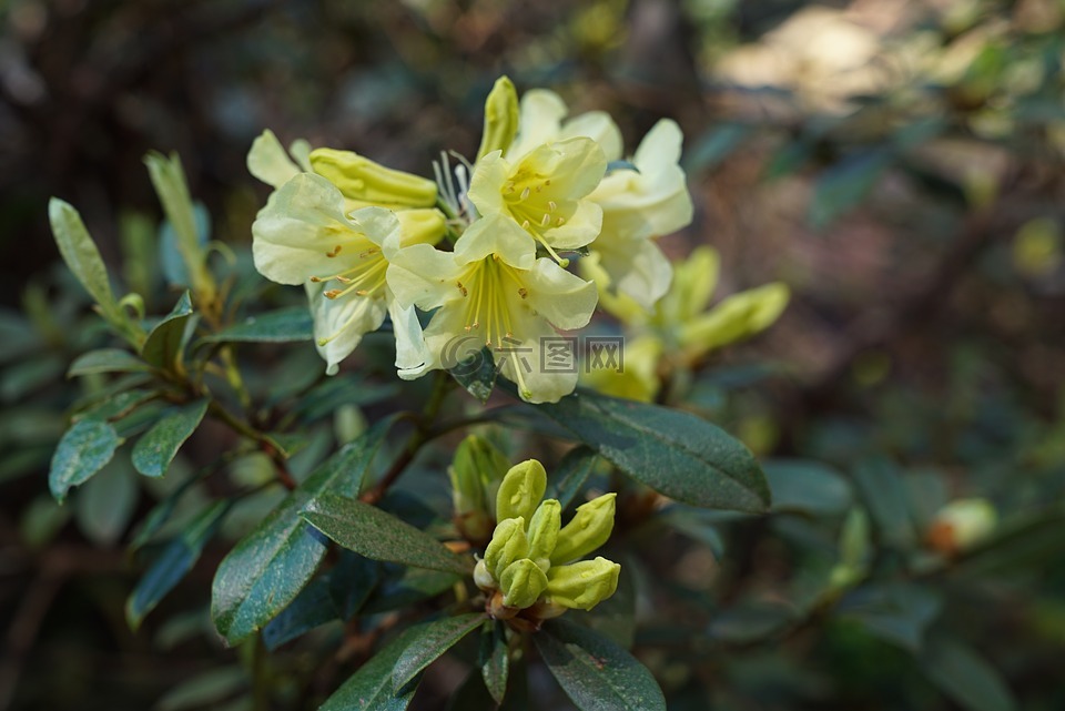 本地的花,开花,国家杜鹃花园