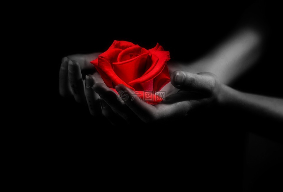 手,玫瑰,爱情