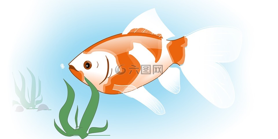 鱼,黄金鱼,金鱼