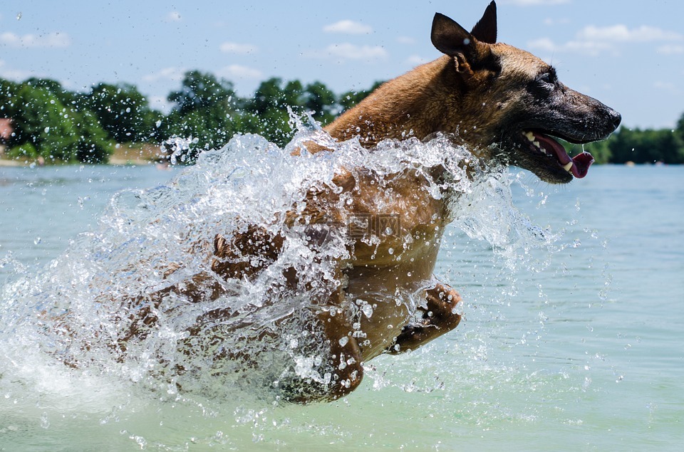 玛利诺犬,狗,水
