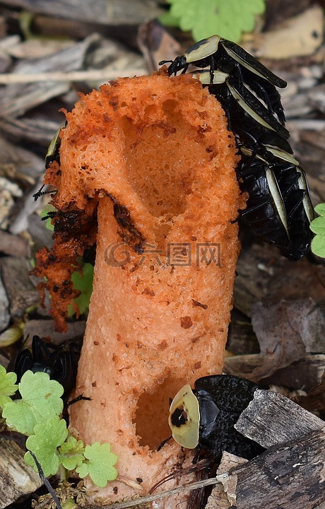 stinkhorn真菌,mutinus线虫,美国的腐尸甲虫