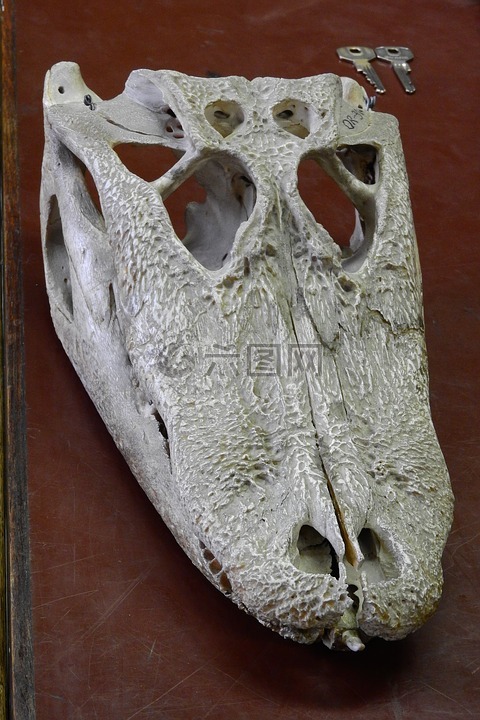 鳄鱼,头骨,颅骨