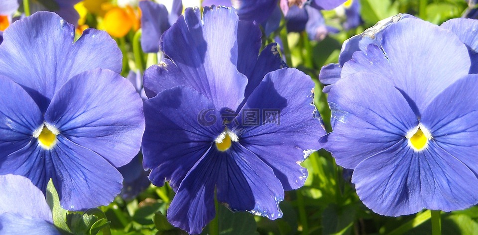 三色堇,蓝色,花的