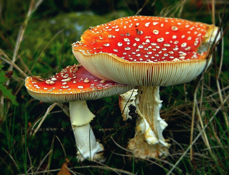 matryoshka,蘑菇,有毒