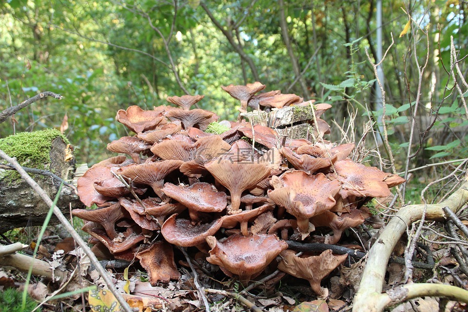 蘑菇,乌得勒支,秋季