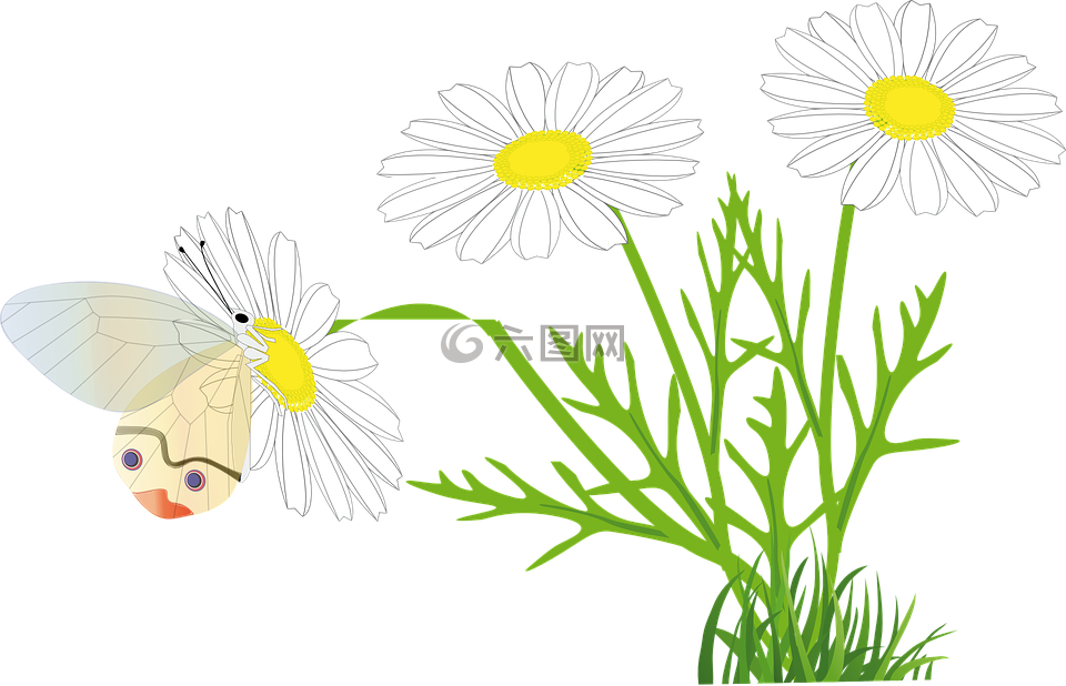 花,蝴蝶,黄色花