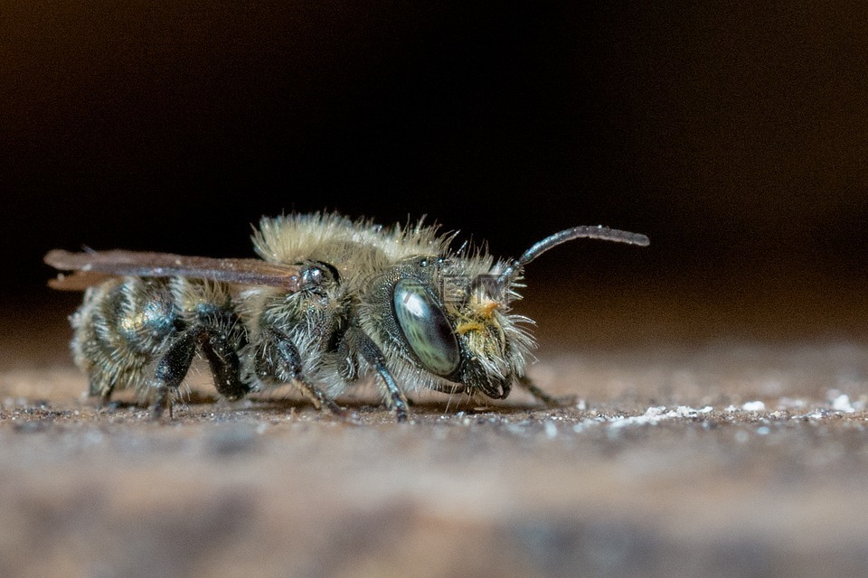壁蜂,梅森蜜蜂,野生蜂