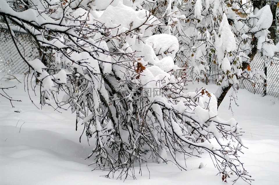 樹,雪,冬天