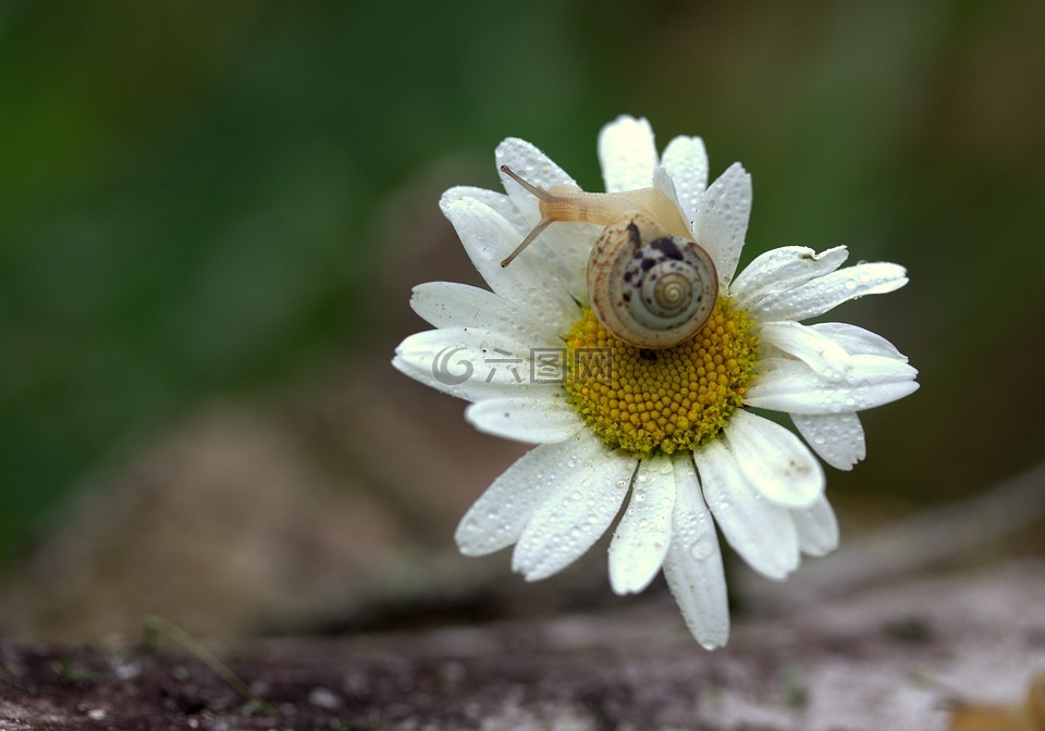 蜗牛,玛格丽塔,花瓣