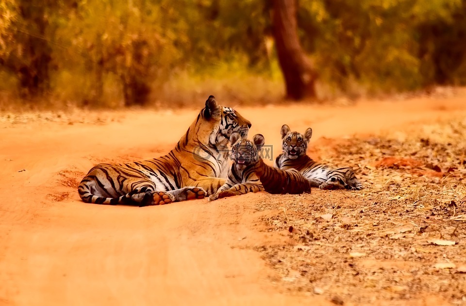 印度,老虎,野生动物
