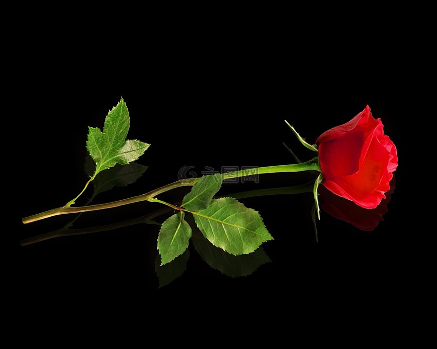 红玫瑰,黑色背景,花