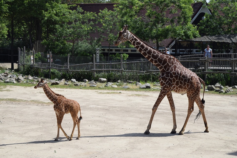 长颈鹿,长颈鹿幼崽,动物园