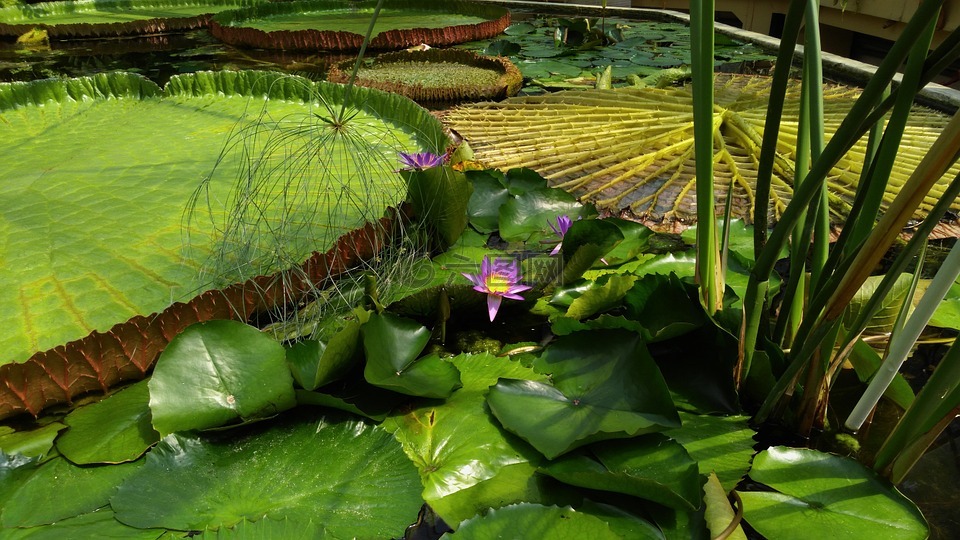 巨型睡莲,花卉,植物园