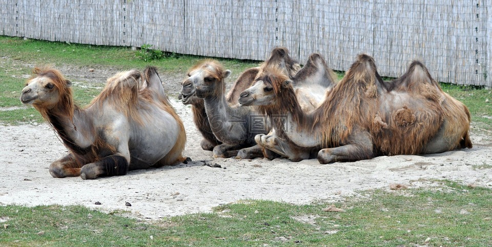 骆驼,维斯普雷姆,动物园
