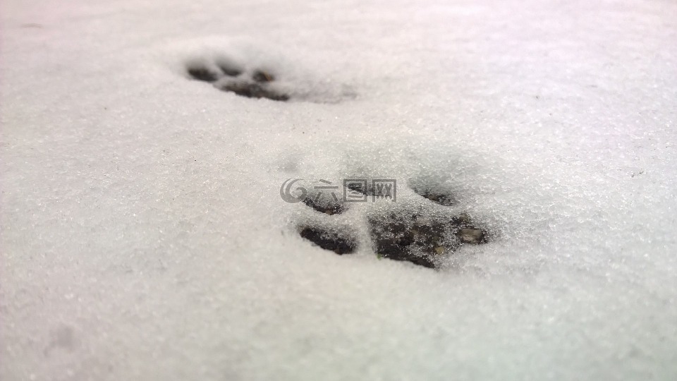 雪,猫的爪子,爪子