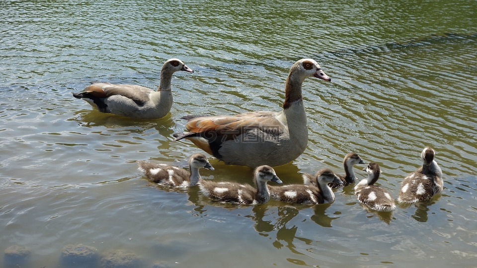 埃及雁,nilgänse,家庭