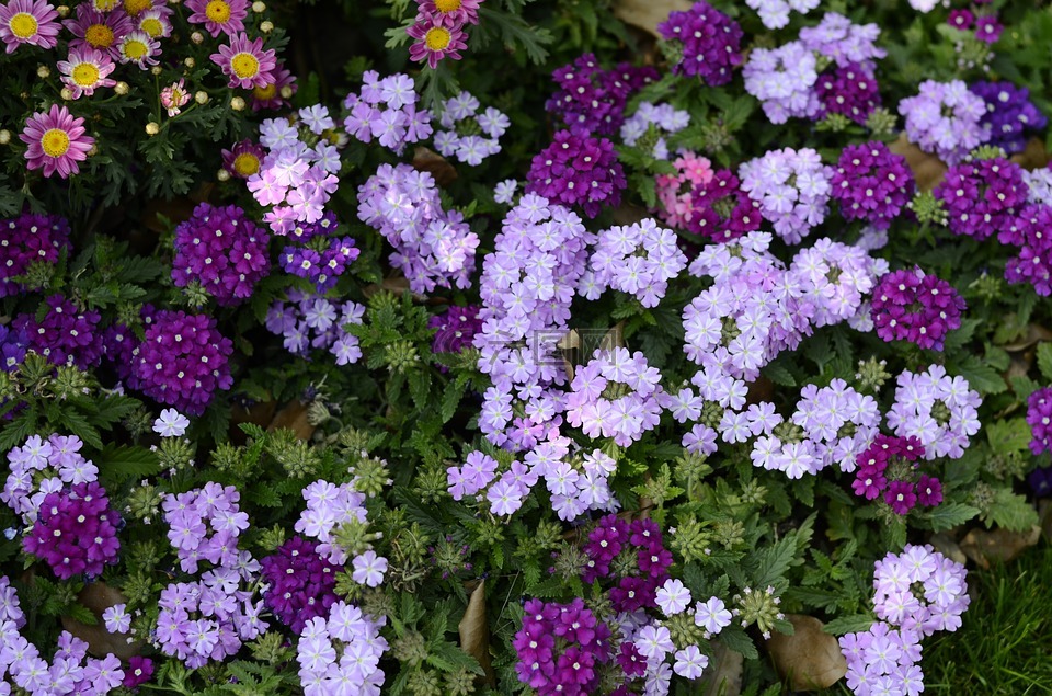紫色,紫花,花
