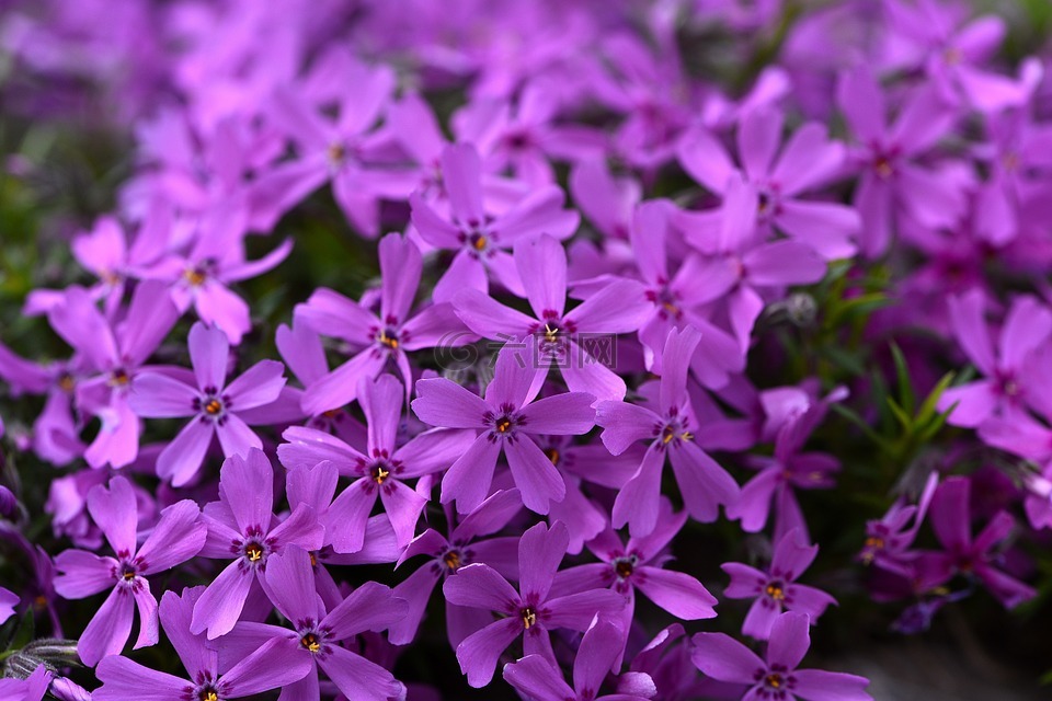 厂,垫层花,福禄考花垫