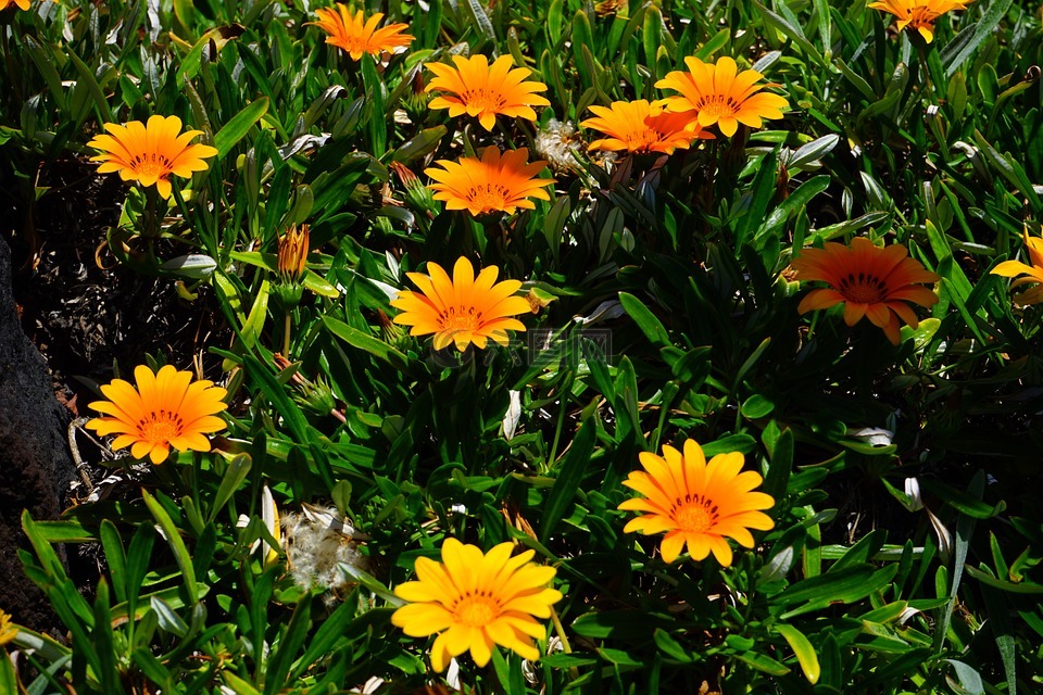 杂色菊,鲜花,黄色