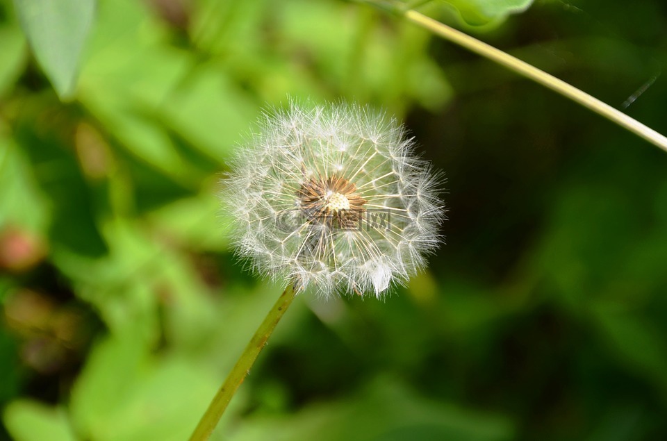 蒲公英,种子,乘法