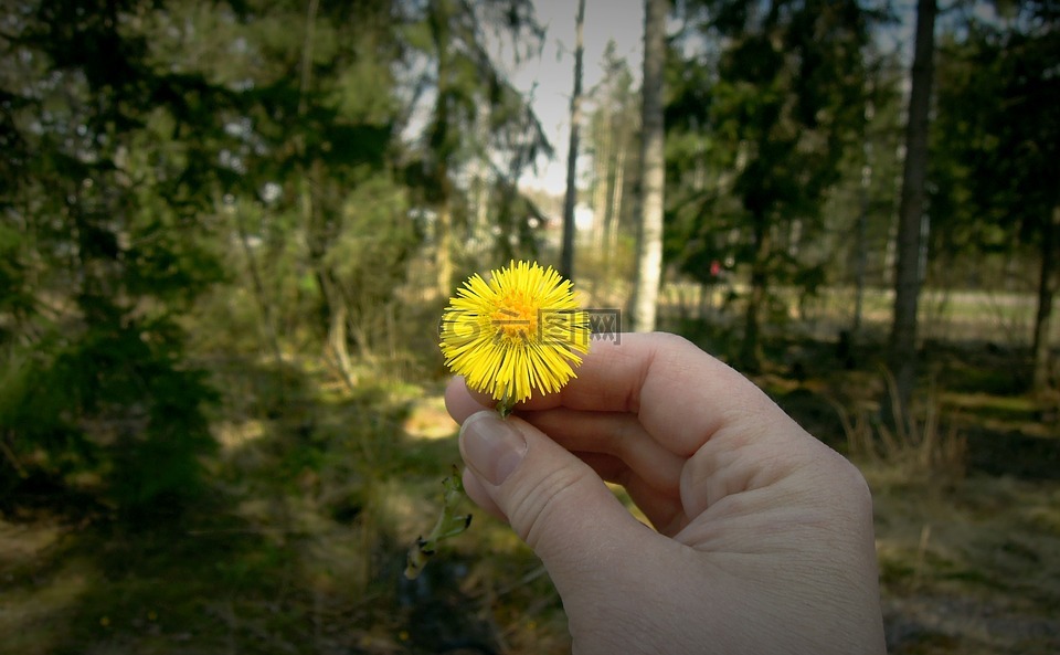 花,手,春天的花