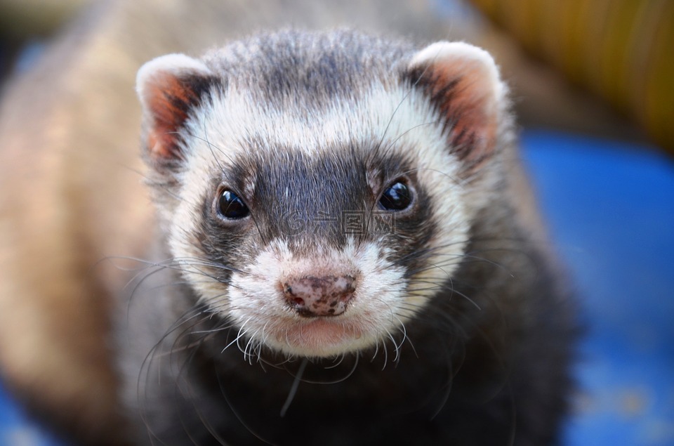 雪貂,动物,眼睛